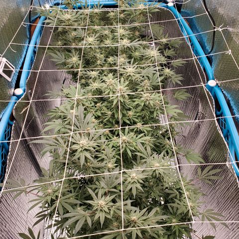 Blue Haze #1 growlog timeline photo