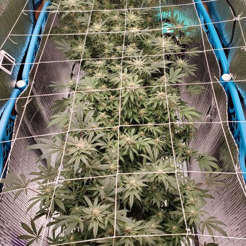 Blue Haze #1 growlog timeline photo