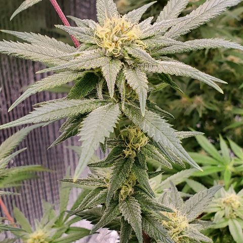 Blue Haze #1 growlog timeline photo