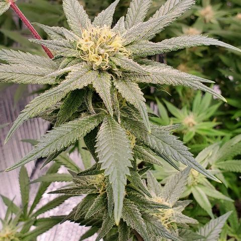 Blue Haze #1 growlog timeline photo