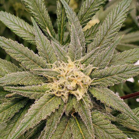 Blue Haze #1 growlog timeline photo