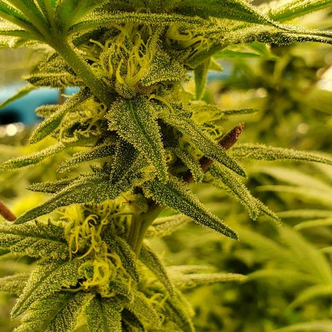 Blue Haze #1 growlog timeline photo