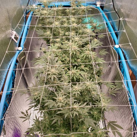 Blue Haze #1 growlog timeline photo