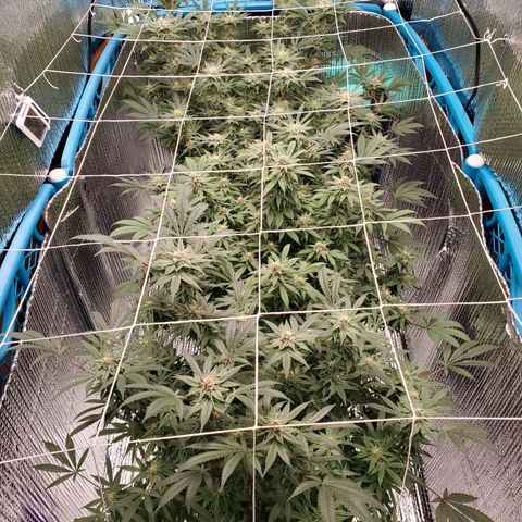 Blue Haze #1 growlog timeline photo