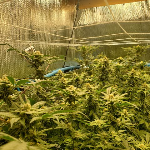Blue Haze #1 growlog timeline photo