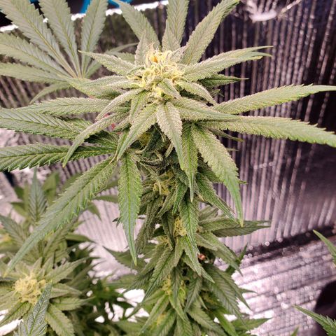 Blue Haze #1 growlog timeline photo