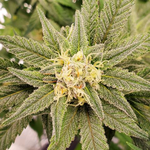 Blue Haze #1 growlog timeline photo