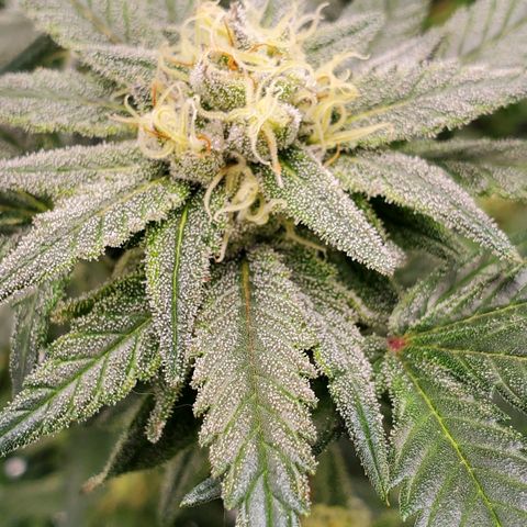 Blue Haze #1 growlog timeline photo