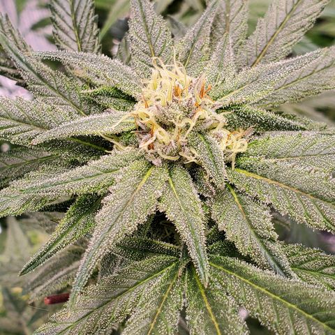 Blue Haze #1 growlog timeline photo