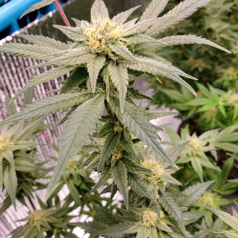 Blue Haze #1 growlog timeline photo