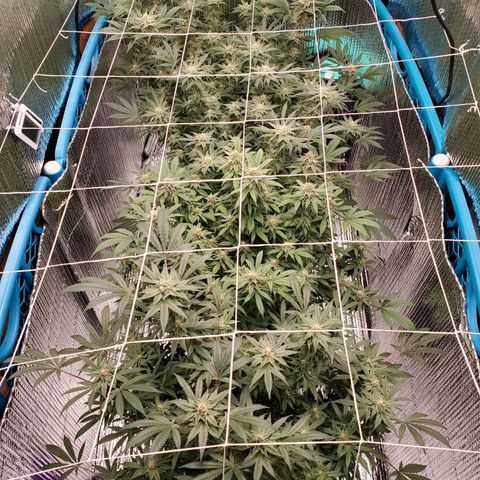 Blue Haze #1 growlog timeline photo