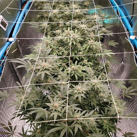 Blue Haze #1 growlog timeline photo