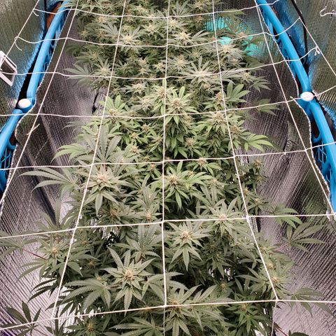 Blue Haze #1 growlog timeline photo