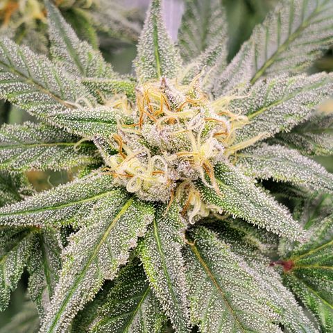 Blue Haze #1 growlog timeline photo