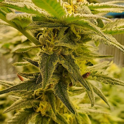 Blue Haze #1 growlog timeline photo