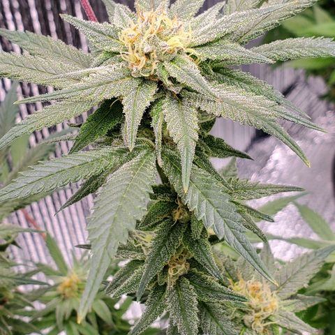Blue Haze #1 growlog timeline photo
