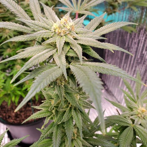 Blue Haze #1 growlog timeline photo