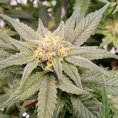 Blue Haze #1 growlog timeline photo
