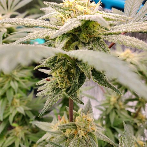 Blue Haze #1 growlog timeline photo