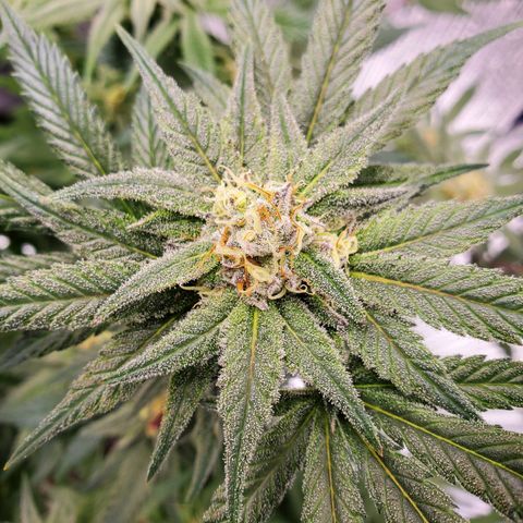 Blue Haze #1 growlog timeline photo