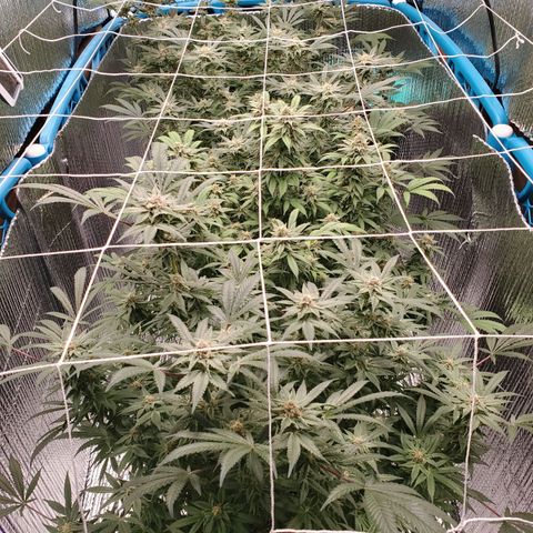 Blue Haze #1 growlog timeline photo