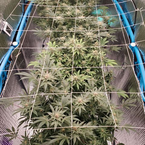 Blue Haze #1 growlog timeline photo