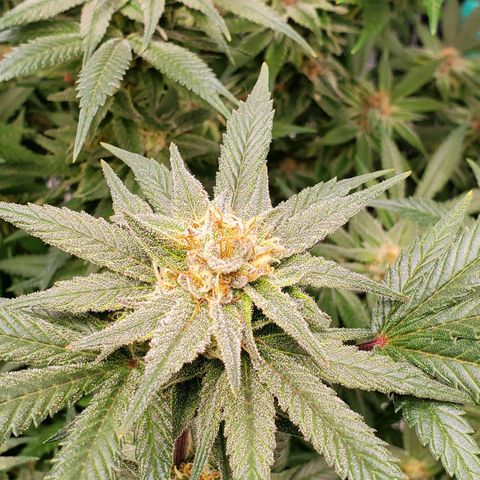 Blue Haze #1 growlog timeline photo
