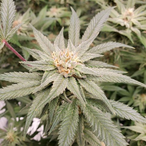 Blue Haze #1 growlog timeline photo