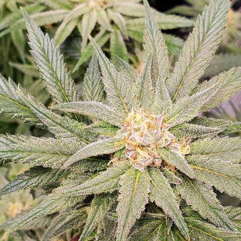 Blue Haze #1 growlog timeline photo