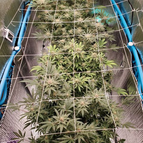 Blue Haze #1 growlog timeline photo