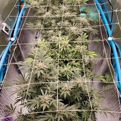 Blue Haze #1 growlog timeline photo