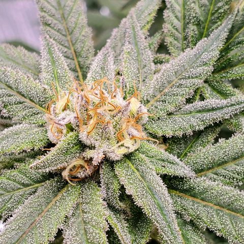 Blue Haze #1 growlog timeline photo