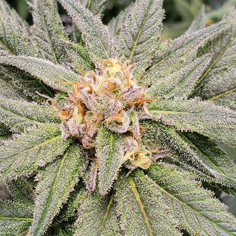 Blue Haze #1 growlog timeline photo