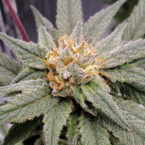 Blue Haze #1 growlog timeline photo