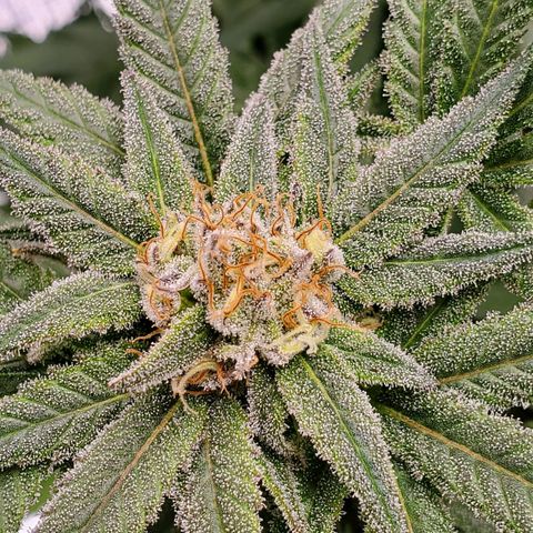 Blue Haze #1 growlog timeline photo