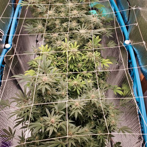 Blue Haze #1 growlog timeline photo
