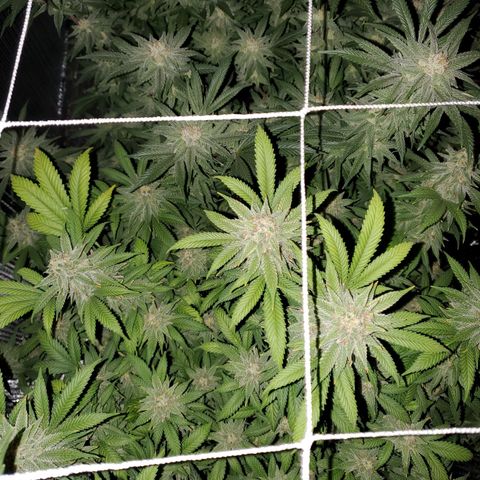 Blue Haze #1 growlog timeline photo