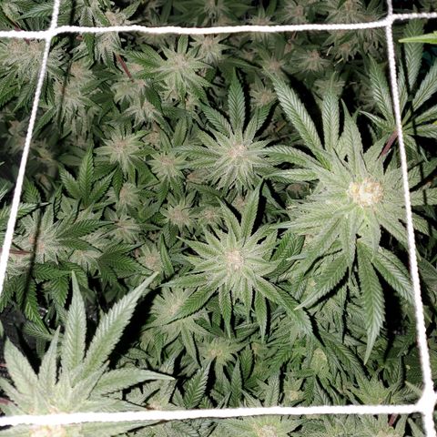 Blue Haze #1 growlog timeline photo