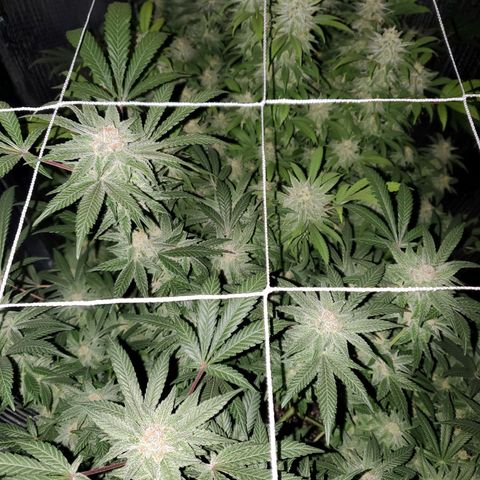 Blue Haze #1 growlog timeline photo