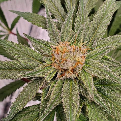 Blue Haze #1 growlog timeline photo
