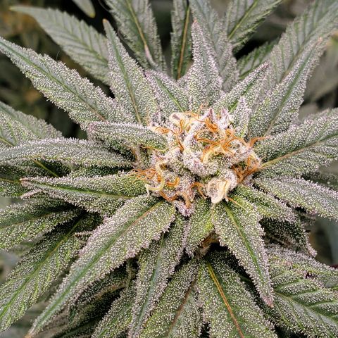 Blue Haze #1 growlog timeline photo