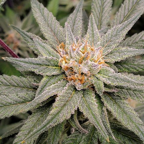 Blue Haze #1 growlog timeline photo