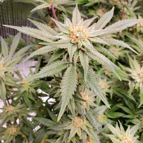 Blue Haze #1 growlog timeline photo