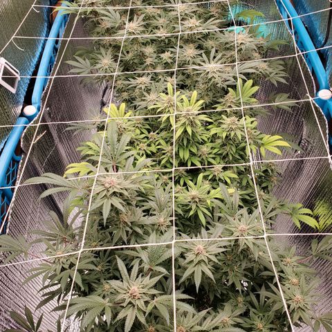 Blue Haze #1 growlog timeline photo
