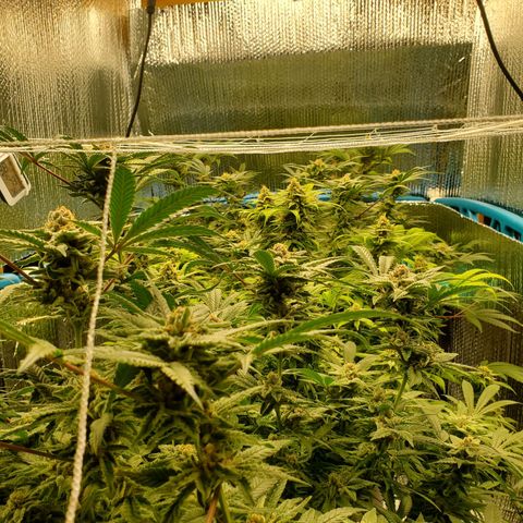 Blue Haze #1 growlog timeline photo