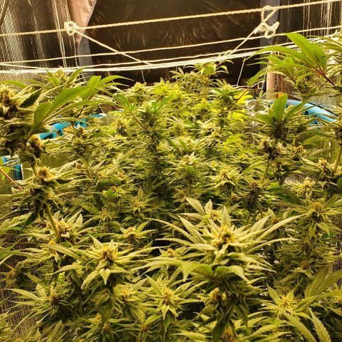 Blue Haze #1 growlog timeline photo