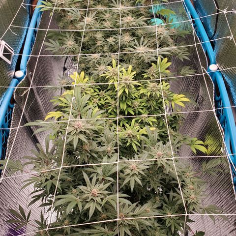 Blue Haze #1 growlog timeline photo