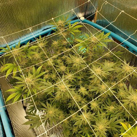 Blue Haze #1 growlog timeline photo