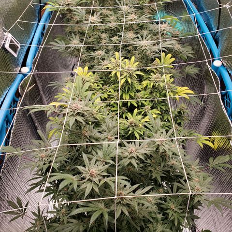 Blue Haze #1 growlog timeline photo