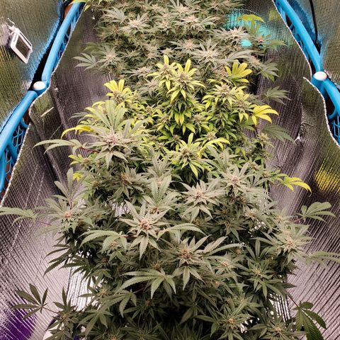 Blue Haze #1 growlog timeline photo